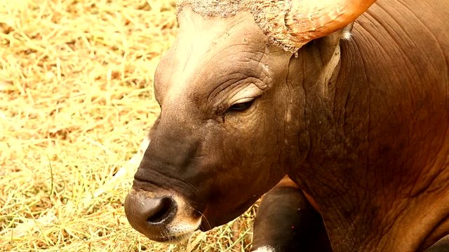 wild bull in chiangmai Thailand