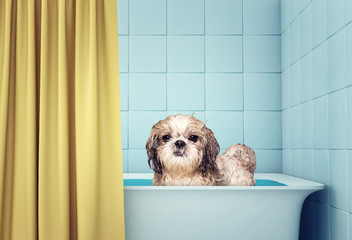 cute wet shitzu dog in the bath