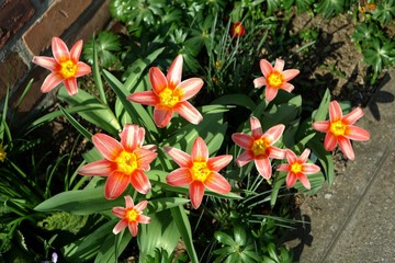 frühling