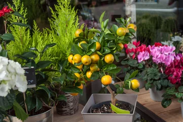 Photo sur Plexiglas Bonsaï oranger en pot chez le fleuriste