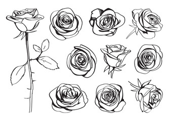 Roses hand drawn set. Black line rose flowers inflorescence silhouettes isolated on white background. Icon collection. Vector doodle illustration - obrazy, fototapety, plakaty