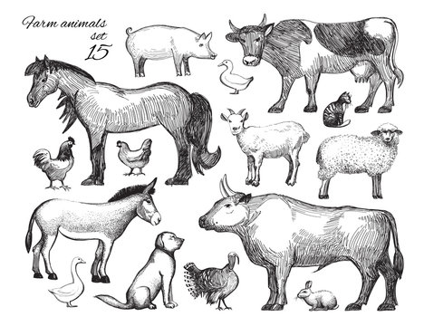 Farm Animals doodle set for domestic fauna design. Hand drawn cow, horse, cat, sheep, chicken, rooster, hen, duck, turkey, goat, rabbit, dog, donkey, pig, beef, goose isolated on white. Vector © karachenkov