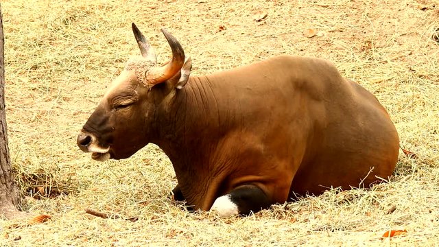 wild bull in chiangmai Thailand