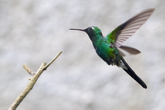 Cuban Hummingbird, bee hummingbird, zunzuncito- Cuba