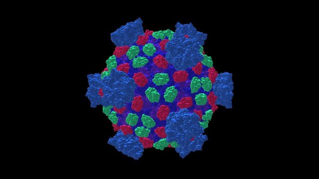Reovirus capsid PDB code 1ej6 molecular model rotating, seamless loop.Reovirus is an rna virus and belongs to the family of reoviridae