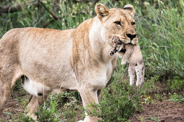 Fototapeta na wymiar Lioness with Cub only hours old