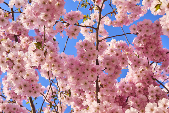 Sakura tree full bloom in late march, pink cherry blossom
