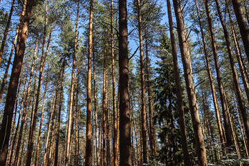 Obraz premium Pine trunks in spring forest