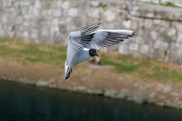 Flying gull over the Vah river in Piestany