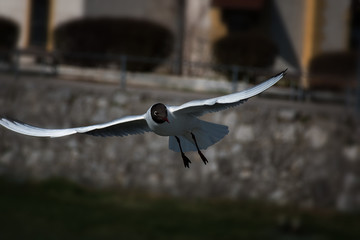 Gull gliding towards to the camera