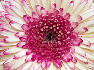 pale white and violet gerber daisy closeup