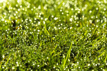 Green nature background. Green grass with blurry dew.