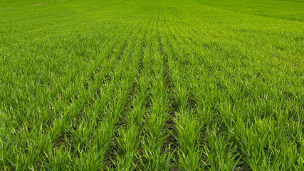 Green grass in lines on field. Nice green nature background.