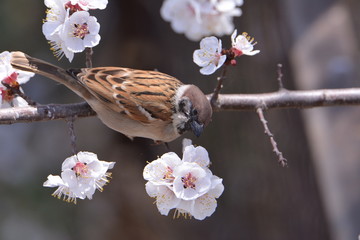 麻雀