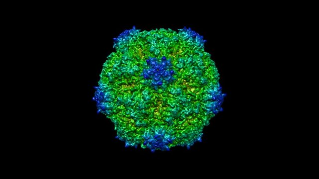 Tobacco ringspot virus capsid molecular modell rotating, seamless loop. Tobacco ringspot virus is a plant pathogenic virus