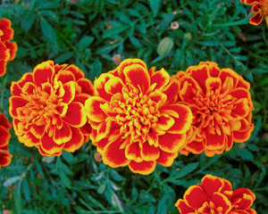 three orange marigold flowers, natural background