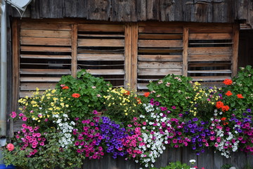 Fototapeta na wymiar Blumenschmuck an einem Haus in Österreich