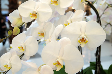 Naklejka na ściany i meble Beautiful orchid flowers