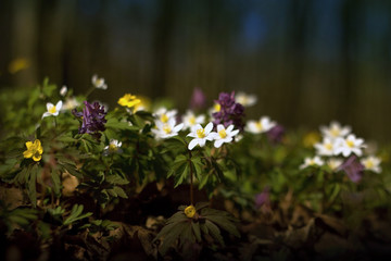 Obraz premium Fresh spring forest full of colors
