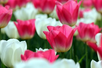 Tulips flowers garden