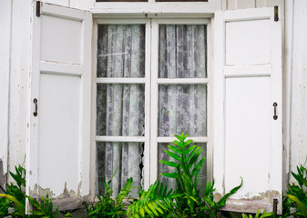 Fototapeta na wymiar Windows opened with curtain and fern from outside, home and decoration concept