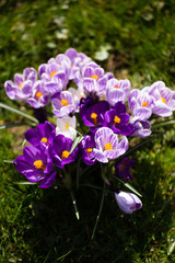 Crocuses flowers. A group of crocuses in the grass.
