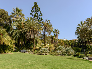 green glade among palms, Sanremo, Italy