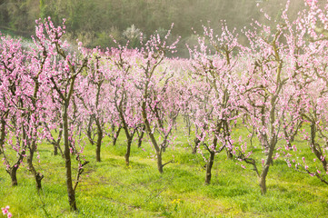 Naklejka premium Spring landscape: fruit trees in blossom with beautiful flowers