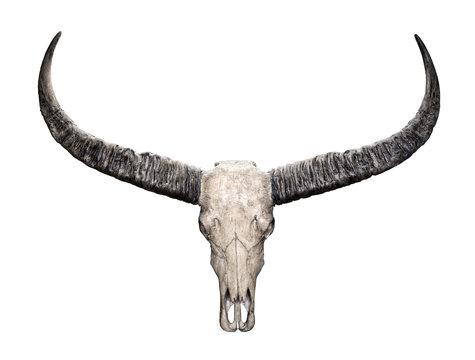 Head Skull Of Wild Water Buffalo (Bubalus Arnee) Isolated On White Background