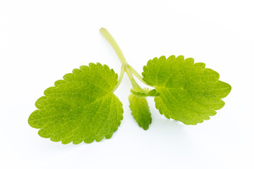 Fresh mint leaves isolated on white background. © gitusik
