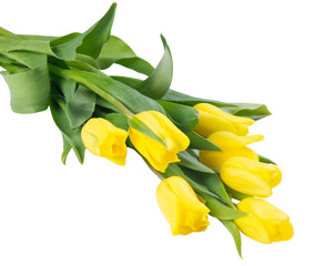 Beautiful bouquet of golden tulips, isolated on white background
