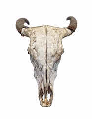 Fototapeta premium Bull Skull isolated on white background