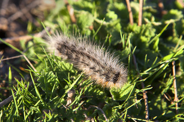 caterpillar on grass