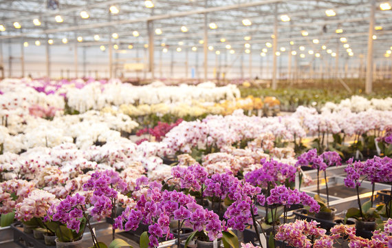 Orchid plants in huge glass house
