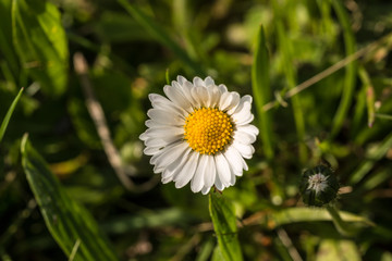 White flower