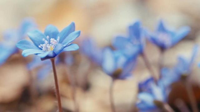 Blue snowdrop blossoming at the beginning of spring. Macro