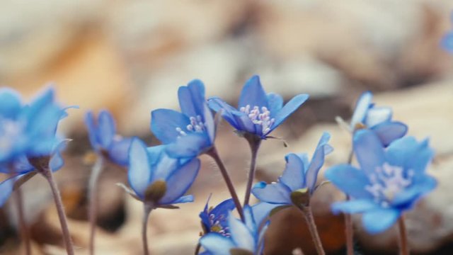 Blue snowdrop blossoming at the beginning of spring. Macro