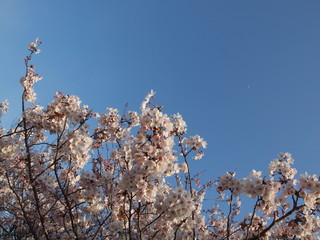 サクラ sakura
