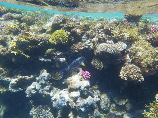 mondo sommerso © paolo