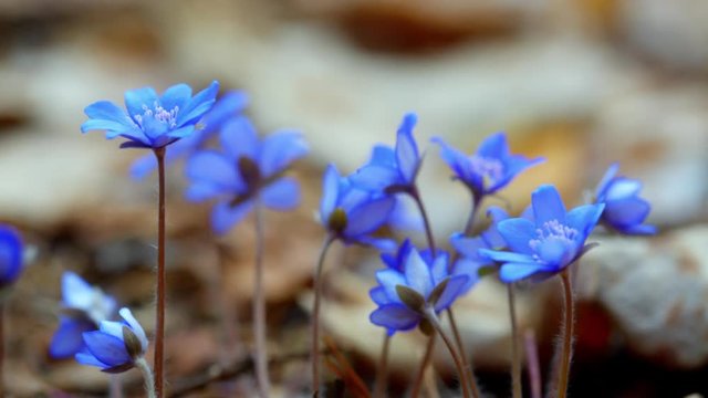 The first spring flowers in the wild forest