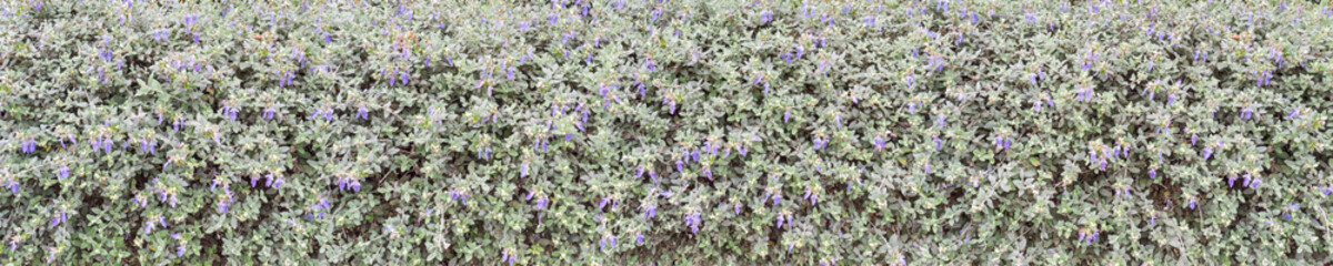Shrubby germander blue flowers hedge