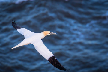 Gannet in Flight above the sea / Bempton Cliffs just north of Flamborough Head, on the North Yorkshire coastline, is home to many seabirds