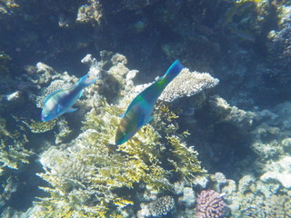 mondo sommerso © paolo