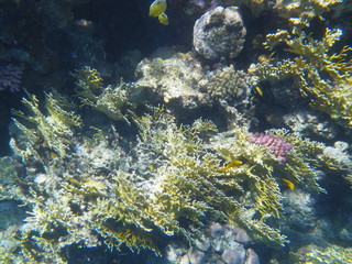 mondo sommerso © paolo