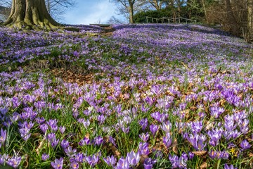 Obraz premium blooming crocus meadow on a hill in Flensburg