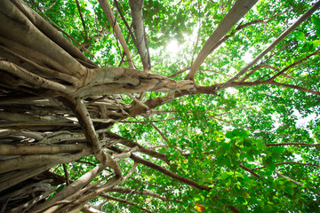 Green tree with branches and leaves