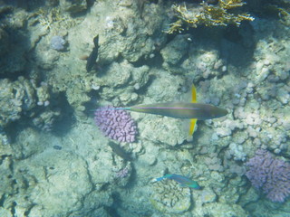 mondo sommerso © paolo