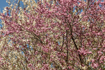 Fototapeta premium White and pink flowers
