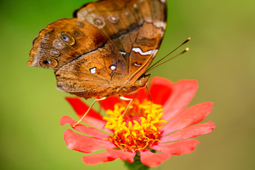 Fototapeta premium Butterfly in Macro