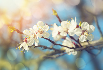 Pear blossoms in spring - obrazy, fototapety, plakaty